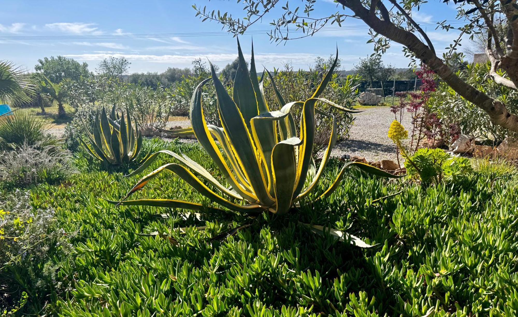 Finca Es Velar Сантаньи Экстерьер фото
